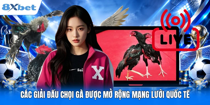 Các giải đấu chọi gà được mở rộng mạng lưới quốc tế