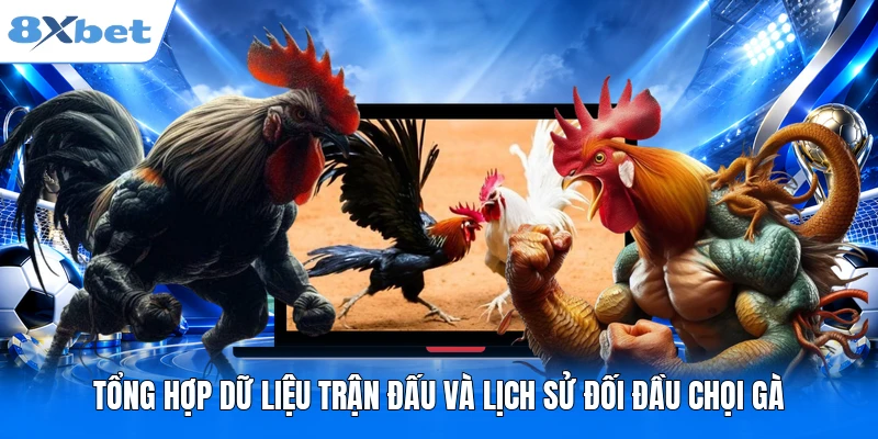 Tổng hợp dữ liệu trận đấu và lịch sử đối đầu chọi gà